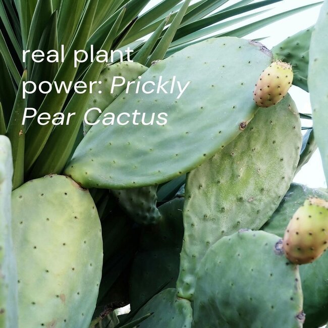 Prickly pear seed oil