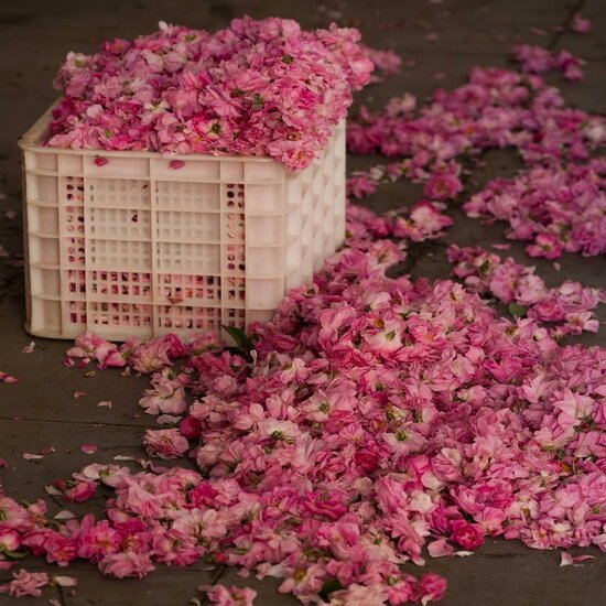 Die Magie der Rose 🌹
