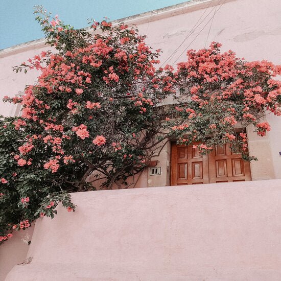 Die Magie der Rose 🌹